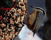 31st Jan 2019 - Red-breasted Nuthatch