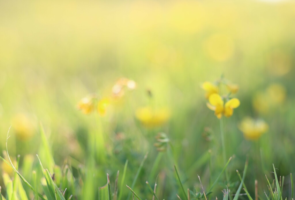 Walk in the Wildflowers by lynnz