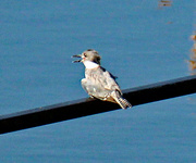 10th Jul 2023 - July 10 Kingfisher Screaming From Bridge IMG_4054