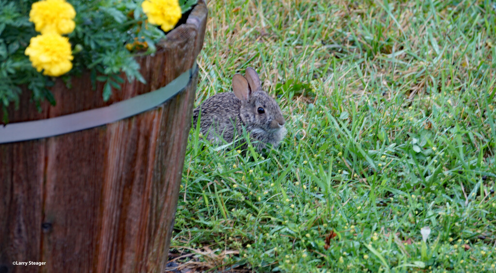 Little bunnies are out by larrysphotos