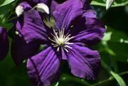 8th Jul 2023 - Clematis Closeup