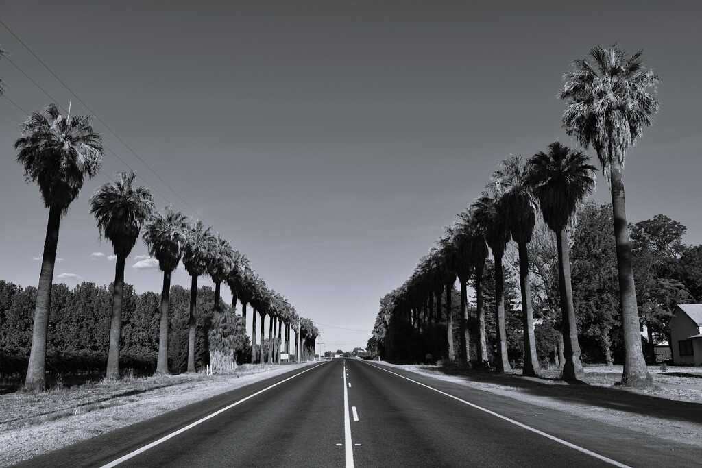 Filler-Palm lined road by nannasgotitgoingon