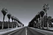 11th Jul 2023 - Filler-Palm lined road