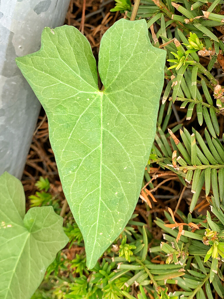 Big green leaf.  by cocobella