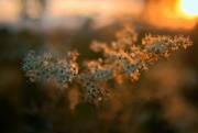 12th Jul 2023 - Meadowsweet in sunset