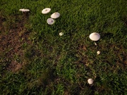 24th Jun 2023 - Mushrooms