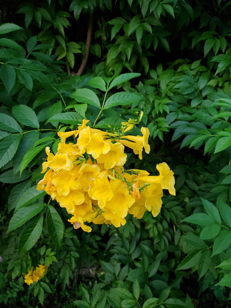 Yellow trumpets by mimiducky
