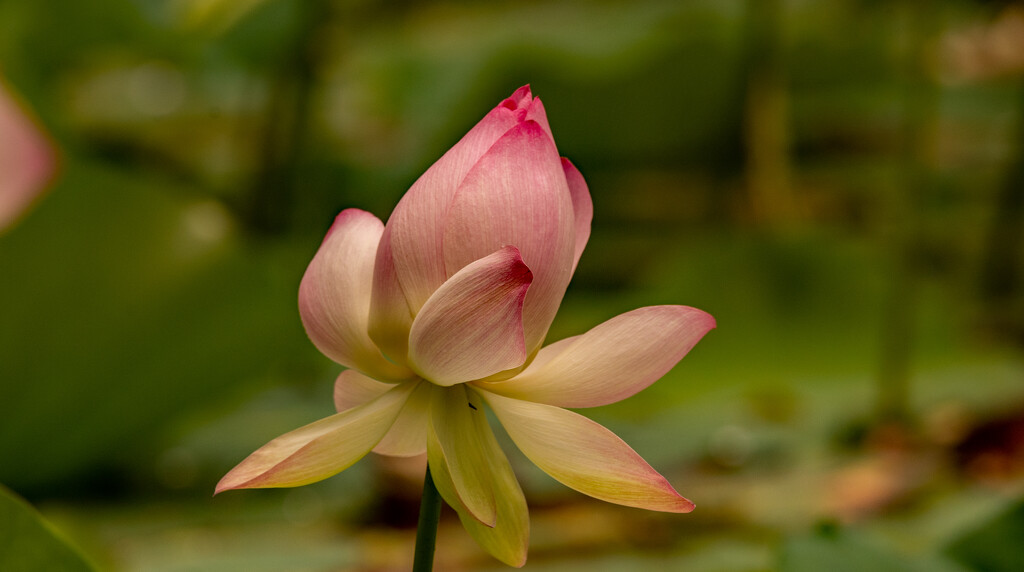 Lotus Flower Starting to Open! by rickster549