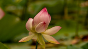 12th Jul 2023 - Lotus Flower Starting to Open!