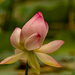 Lotus Flower Starting to Open! by rickster549