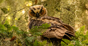 12th Jul 2023 - Great Horned Owl Teenager!