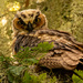Great Horned Owl Teenager! by rickster549