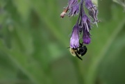 12th Jul 2023 - Bee and Comfrey 