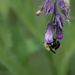 Bee and Comfrey  by princessicajessica