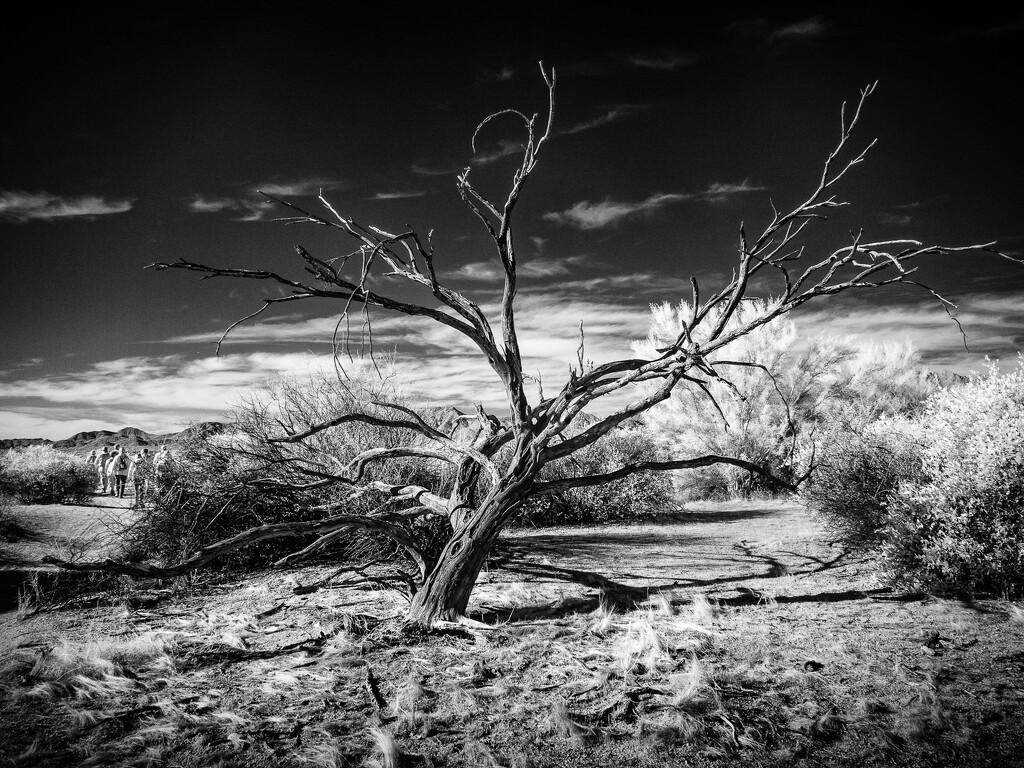 Once Proud ~ Infrared Capture by 365projectorgbilllaing
