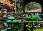 17th Jun 2023 - A Collage Of A Visit To The Bushland Botanic Gardens ~ 