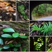 A Collage Of A Visit To The Bushland Botanic Gardens ~  by happysnaps