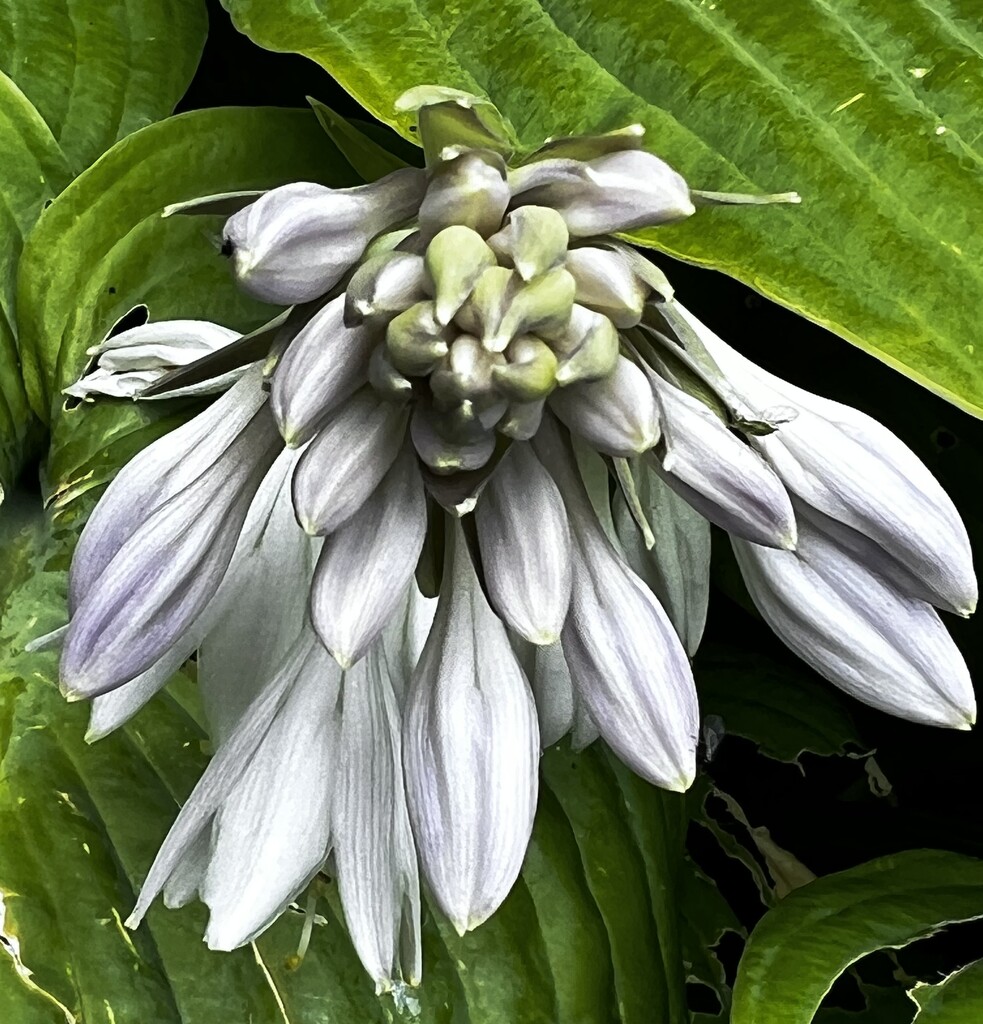 Hosta Bloom by keeptrying