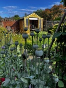 20th Jun 2023 - How does your garden grow.....