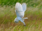 12th Jul 2023 - Barn Owl.