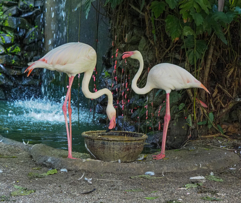 Flamingo's by ianjb21