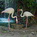 Flamingo's by ianjb21
