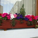 A  beautiful window box with petunia flowers. by grace55
