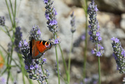 11th Jul 2023 - Butterfly in lavender