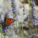 Butterfly in lavender by parisouailleurs