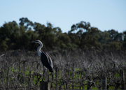 13th Jul 2023 - White Necked Heron