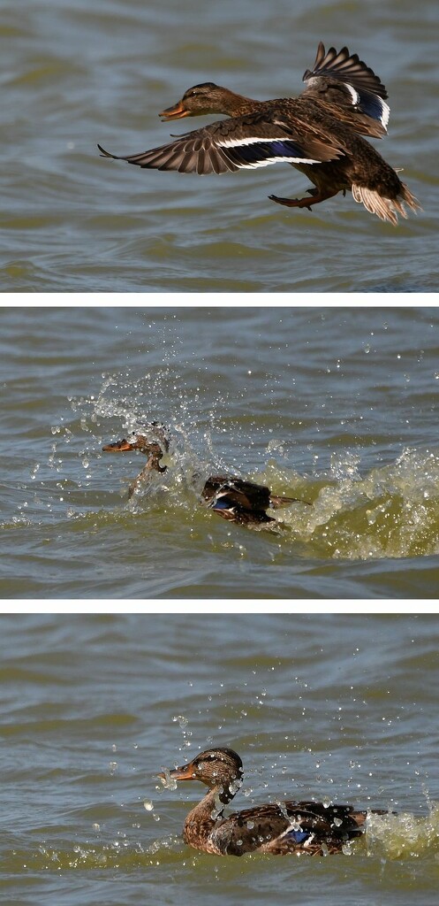 duck splash by mike67