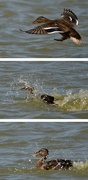 13th Jul 2023 - duck splash
