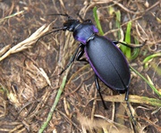 13th Jul 2023 - beetle