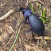 beetle by ollyfran