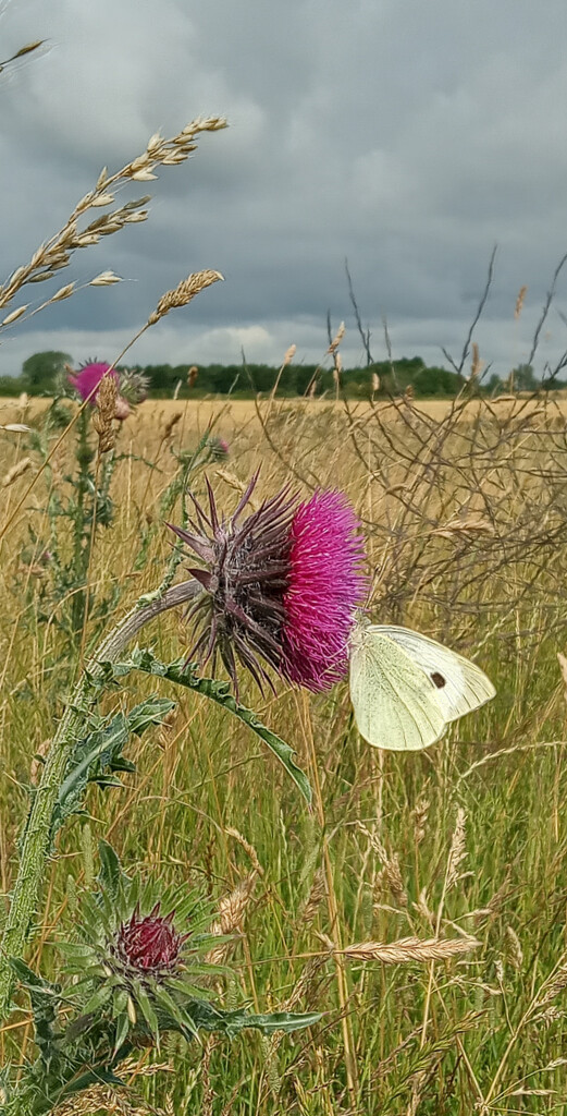 Butterfly and thistle  by 365projectorgjoworboys
