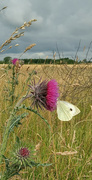 13th Jul 2023 - Butterfly and thistle 