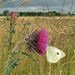 Butterfly and thistle  by 365projectorgjoworboys