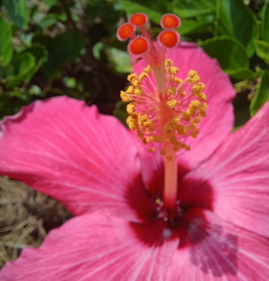 Hibiscus Sun Dial by lynbonn