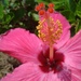 Hibiscus Sun Dial