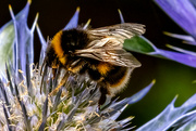 13th Jul 2023 - Bee-utiful Buzzy