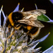 Bee-utiful Buzzy by carole_sandford