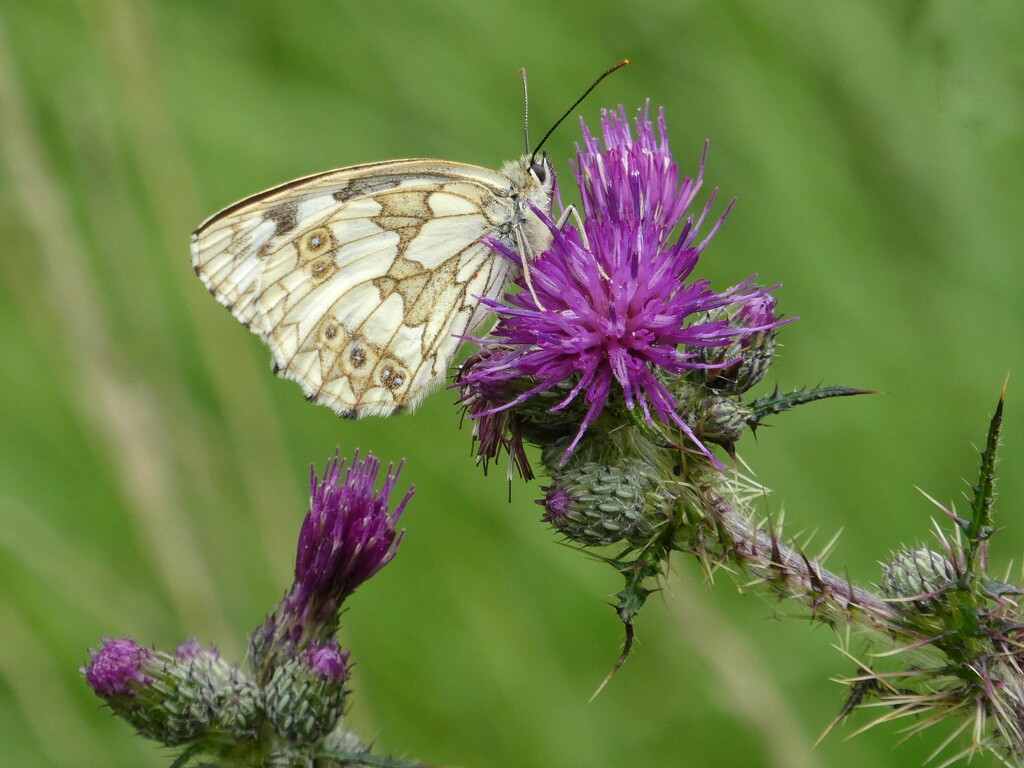 ??Fritillary - Nope it's a Marbled White!!! by 30pics4jackiesdiamond