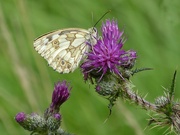 13th Jul 2023 - ??Fritillary - Nope it's a Marbled White!!!
