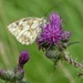 ??Fritillary - Nope it's a Marbled White!!! by 30pics4jackiesdiamond