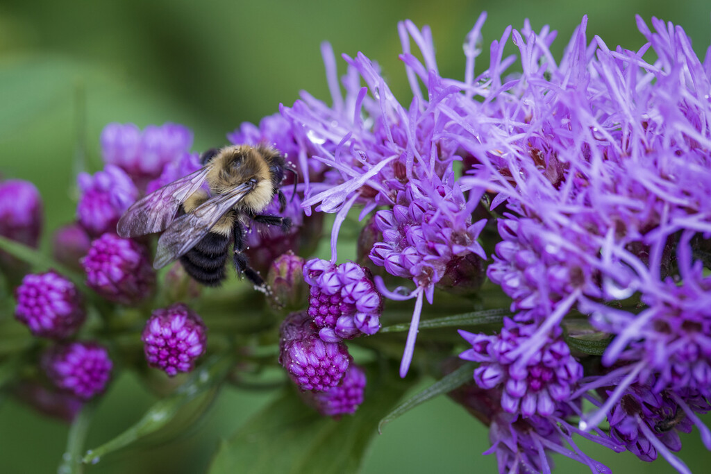 Bumble Bee on Gayfeather by kvphoto