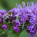 Bumble Bee on Gayfeather by kvphoto