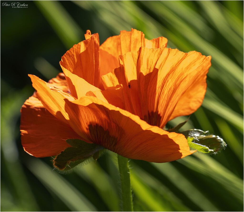 Poppy in the Sunlight by pcoulson