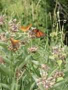 13th Jul 2023 - Butterflies on milkweed