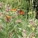 Butterflies on milkweed by mltrotter