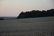 10th Jul 2023 - Wheat field